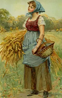 Peasant worker gathering corn
