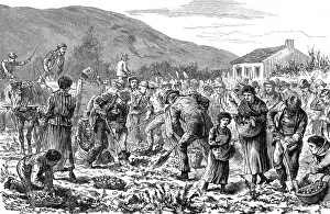 Seize Prints: Peasants seizing potato crop, Ireland