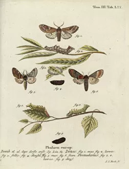Klinger Collection: Pebble prominent and iron prominent