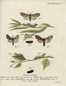 Esper Collection: Pebble prominent and iron prominent