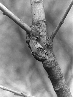 Pebble Gallery: Pebble Prominent Moth