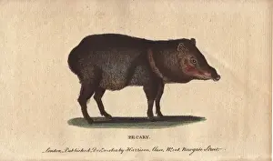 Collared Prints: Pecary or collared peccary, Tayassu tajacu