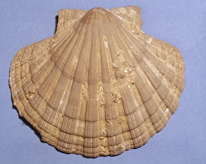 Bivalve Collection: Pecten sp. scallop