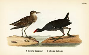 Pectoral sandpiper and common gallinule
