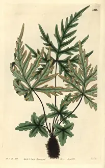 Brake Prints: Pedate-leaved brake fern, Pteris pedata or