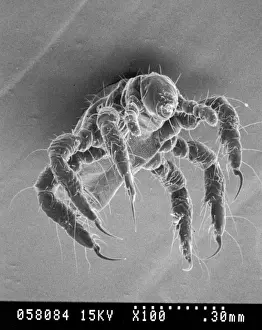 Claw Prints: Pediculus humanus, human head louse