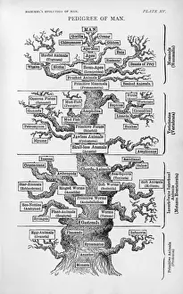 The Pedigree of Man