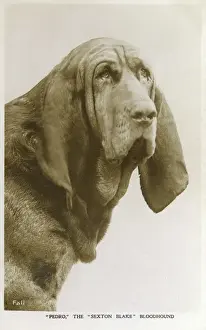 Blake Prints: Pedro - The Sexton Blake Bloodhound