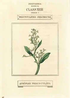 Duppa Prints: Pedunculate sea-purslane, Atriplex pedunculata
