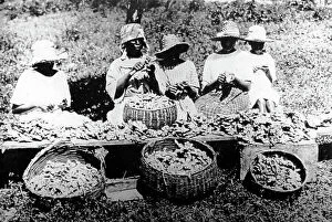 Jamaica Collection: Peeling ginger Manchester Jamaica early 1900s