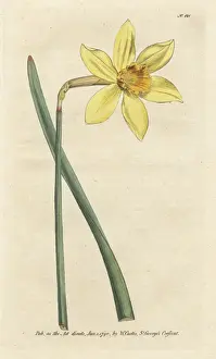 Williamcurtis Prints: Peerless daffodil, Narcissus incomparabilis