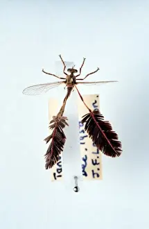 Diptera Prints: Pegesimallus teratodes, robber fly
