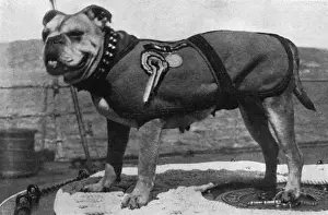 Peggy Prints: Peggy, bulldog mascot of HMS Iron Duke, WW1