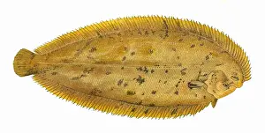 Sole Prints: Pegusa lascaris, or Sand Sole