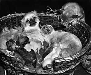 Peke and Siamese