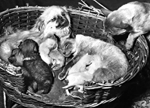 Images Dated 23rd March 2016: Peke and Siamese