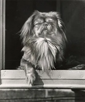 Pekinese Prints: Pekinese