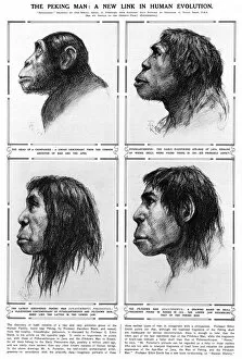 Skull Collection: Peking Man A new link in human evolution