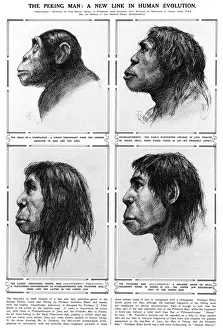 Human Prints: Peking Man A new link in human evolution