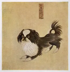 Pekingese Chinese