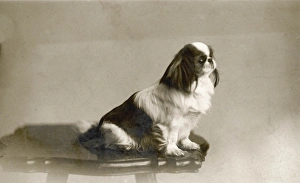 Pekingese Circa 1915