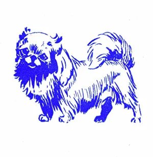 Pekingese Prints: Pekingese dog - 1950s printer's block