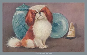 Pekingese Dog