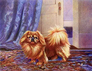 Pekingese Prints: Pekingese dog