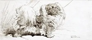 Pekingese Prints: Pekingese dog by Harry Rountree