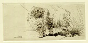 Pekingese Prints: Pekingese dog, by Harry Rountree
