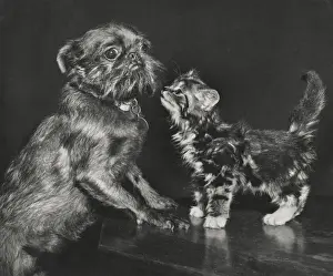 Pekingese Prints: Pekingese dog and tabby kitten