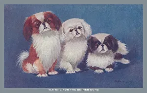 Images Dated 9th November 2020: Pekingese Dogs