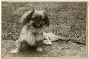 pekingese-puppy-garden-
