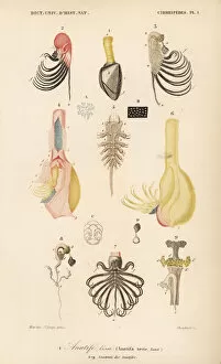 Laevis Collection: Pelagic gooseneck barnacle and barnacle anatomy
