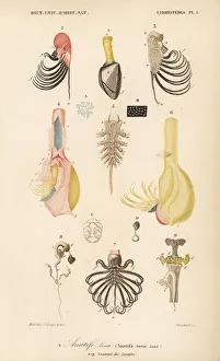 Pelagic gooseneck barnacle and barnacle anatomy Pelagic gooseneck barnacle and barnacle anatomy