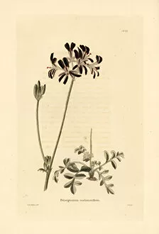 Loddiges Collection: Pelargonium auritum