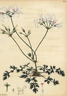 Pelargonium barbatum