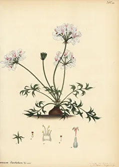 Henry Andrews Prints: Pelargonium barbatum