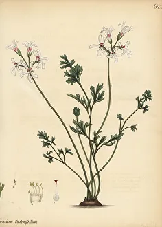 Henry Andrews Prints: Pelargonium bubonifolium