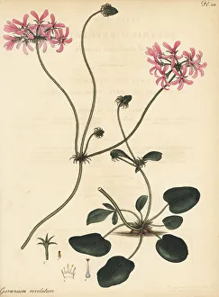 Henry Andrews Prints: Pelargonium chelidonium