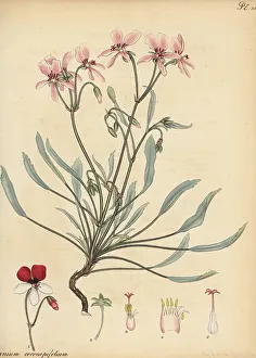 Henry Andrews Prints: Pelargonium coronopifolium