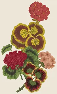 Pelargonium / Geranium