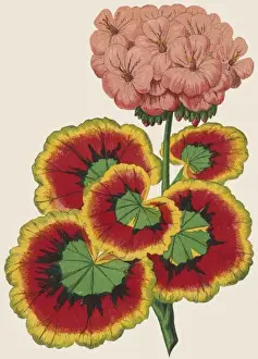 Pelargonium / Geranium