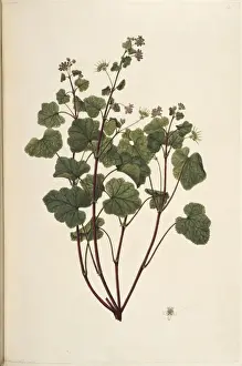 Pelargonium inodorum, scentless geranium
