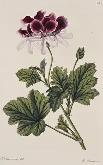 Geranium Prints: Pelargonium klierianum, geranium