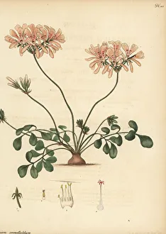 Pelargonium pinnatum