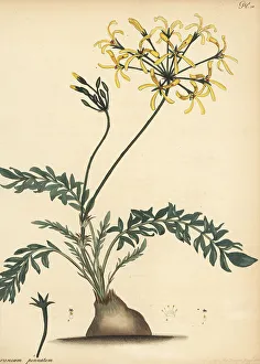 Pelargonium pinnatum