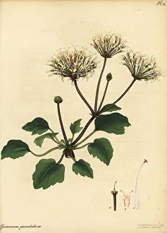 Henry Andrews Prints: Pelargonium punctatum