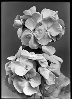Pelargonium Sir Thomas Hanbury