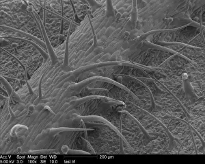 Microscopic Prints: Pelargonium sp. geranium